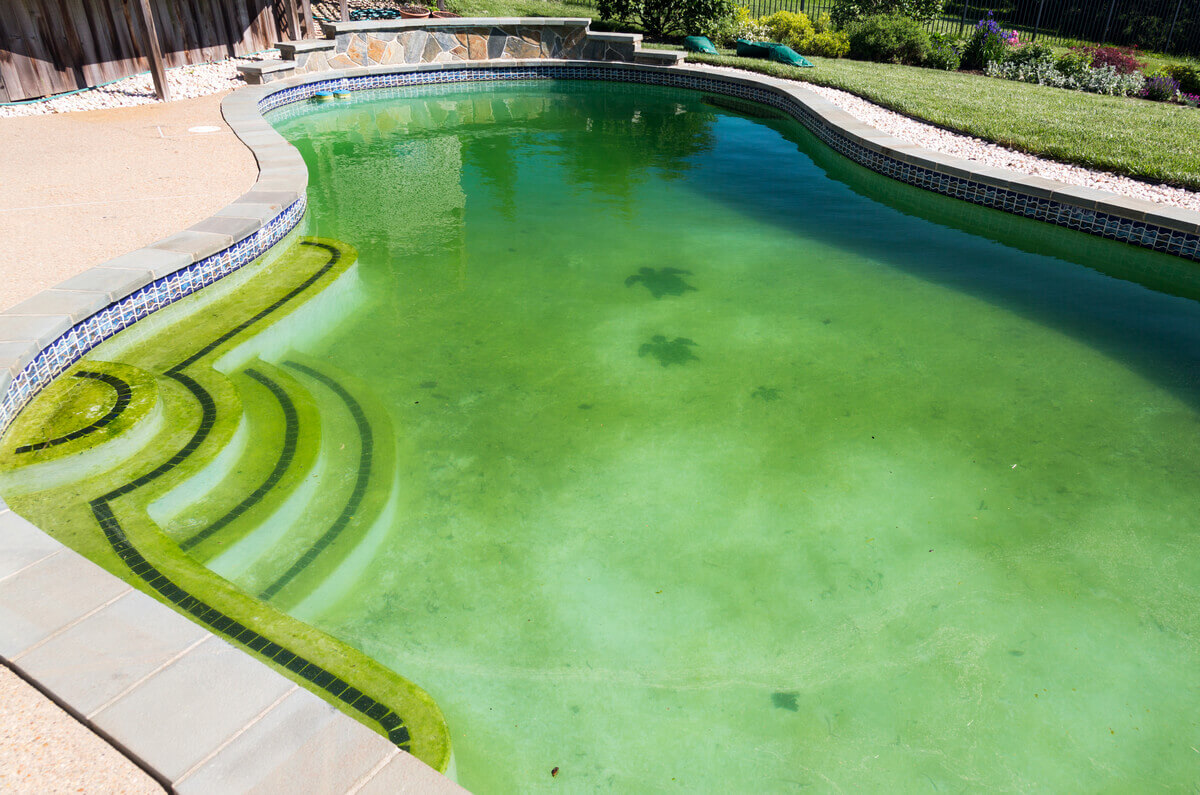 водоросли в бассейне